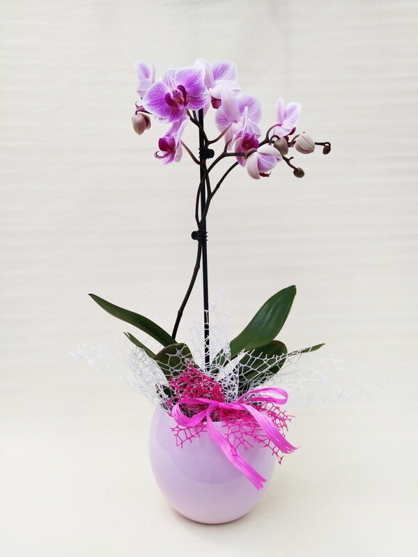 ORCHIDEA GRANDE CON VASO(no ceramica) - CONFEZ. REGALO