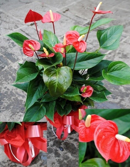 Anthurium Confezione Regalo - vaso Ø17 cm