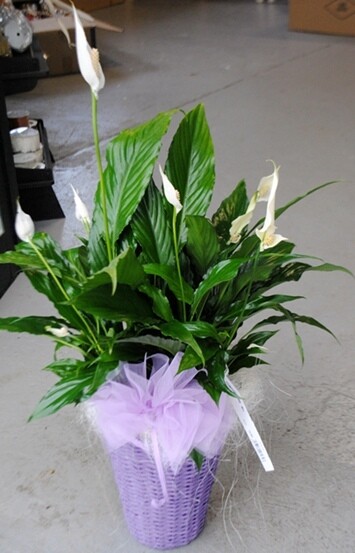 Spathiphyllum wallisii, Spatifillo, Spatifillum, Giglio della Pace - Confezione Regalo
