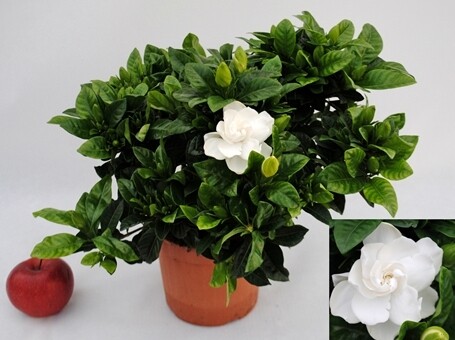 Gardenia jasminoides - vaso Ø 17 cm