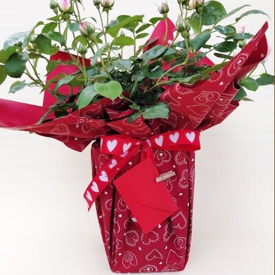 Confezione Regalo + Biglietto con dedica scritta a mano