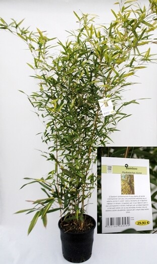 Bamboo, Bambù, Phyllostachys Aurea - vaso Ø24 cm, h 150-160 cm