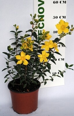 Iperico , Hypericum &#39;Hidcote&#39; - vaso Ø18 cm