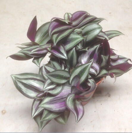 Tradescantia Zebrina Violet, Erba miseria, Tradescanzia - vaso Ø12 cm