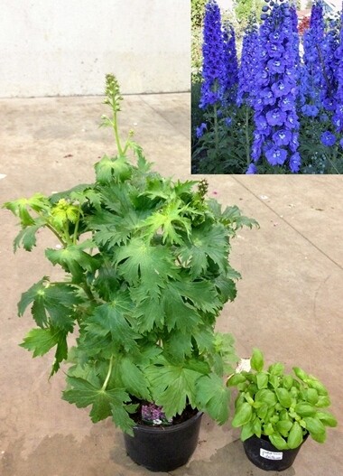 Delphinium 'Magic Fountain' blu - vaso Ø17 cm Delphinium 'Magic Fountain' blu - vaso Ø17 cm