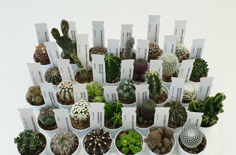 Cactus Collezione - vaso Ø5,5 cm (1 pz, idea bomboniera)
