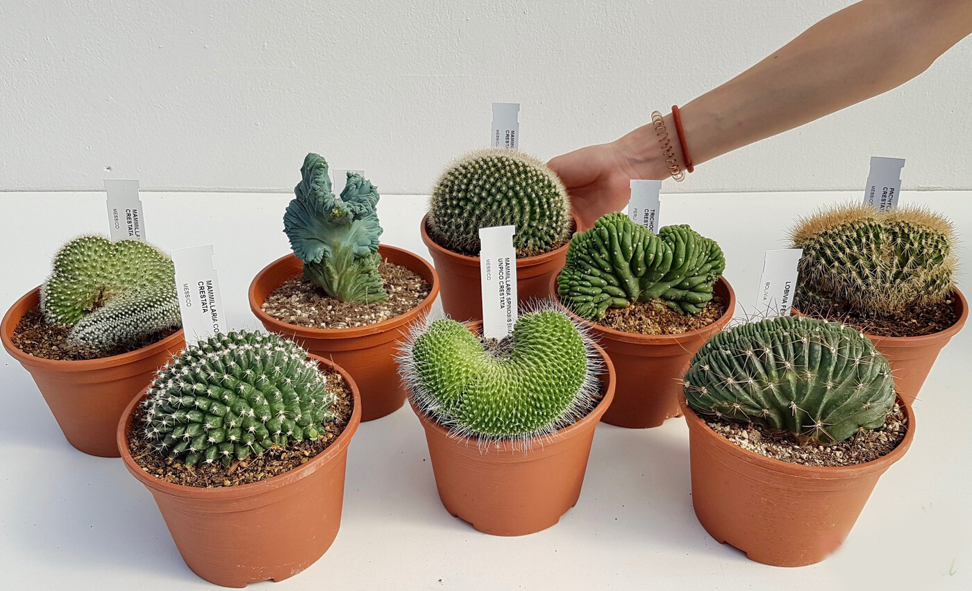 Crestate Cactus Collezione vaso Ø 14 cm