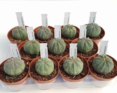 Euphorbia obesa - vaso cm 10,5