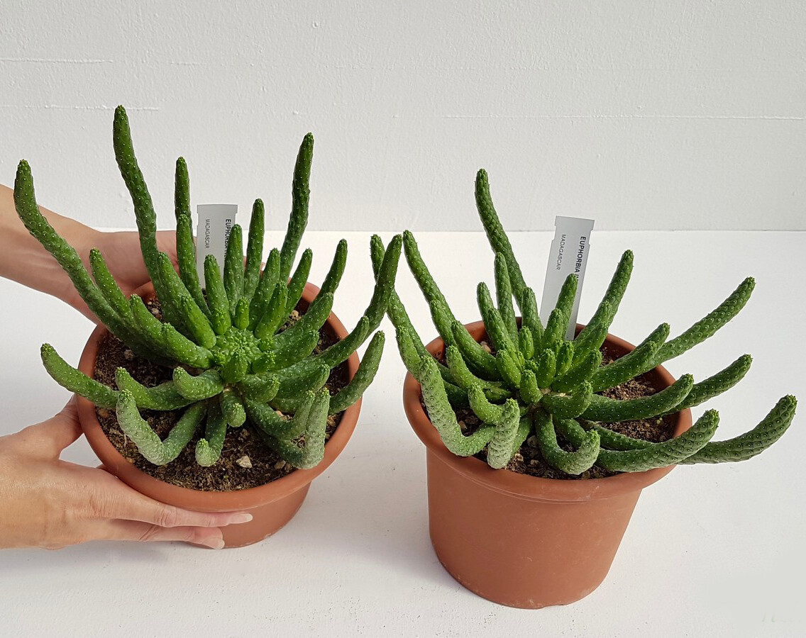 Euphorbia inermis - vaso Ø18 cm