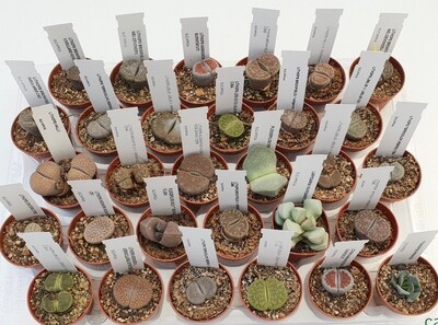 Lithops spp. - Sassi viventi -  (seleziona la varietà) - vaso Ø 5,5 cm