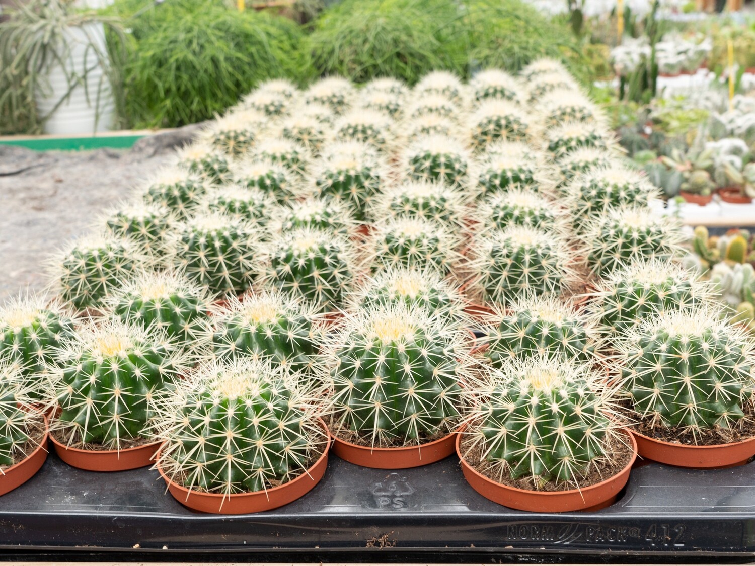 Echinocactus grusonii, Cuscino della Suocera/Cactus - vaso Ø 12cm