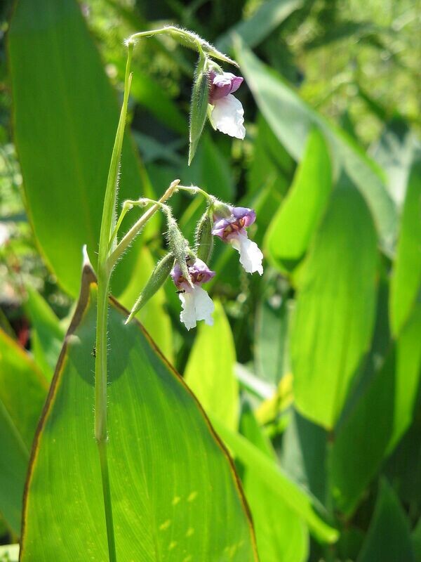 THALIA DEALBATA - vaso Ø9 cm