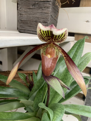 Orchidea, Paphiopedilum mix - vaso Ø9 cm