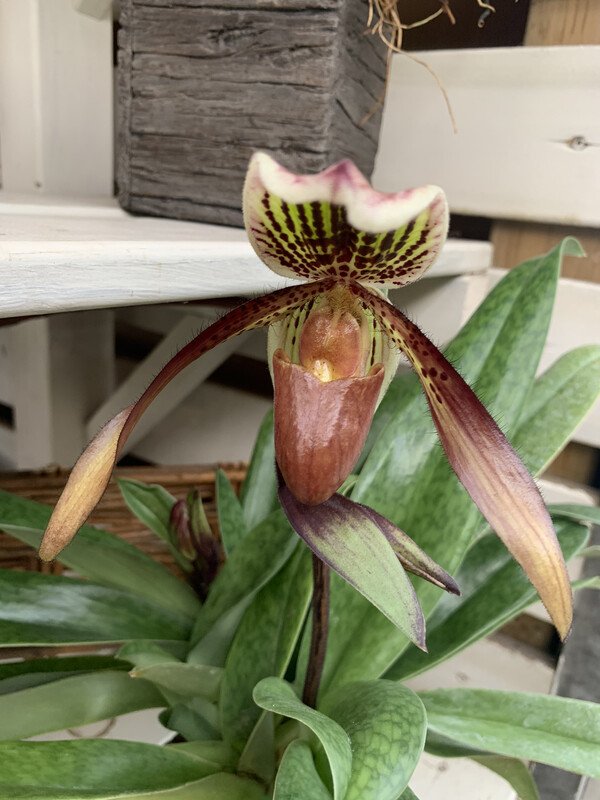 Orchidea, Paphiopedilum mix - vaso Ø9 cm