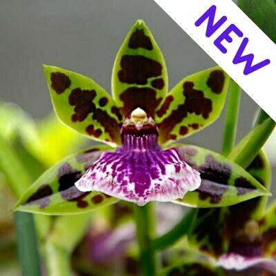 ORCHIDEE