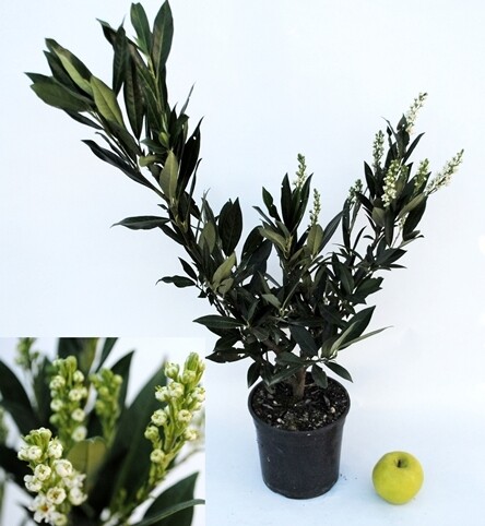 Prunus laurus Otto Luyken, Lauro di Otto Luyken - vaso Ø 20cm H 70cm