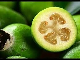 Piante da esterno pianta vera di Feijoa acca sellowiana vaso 17cm