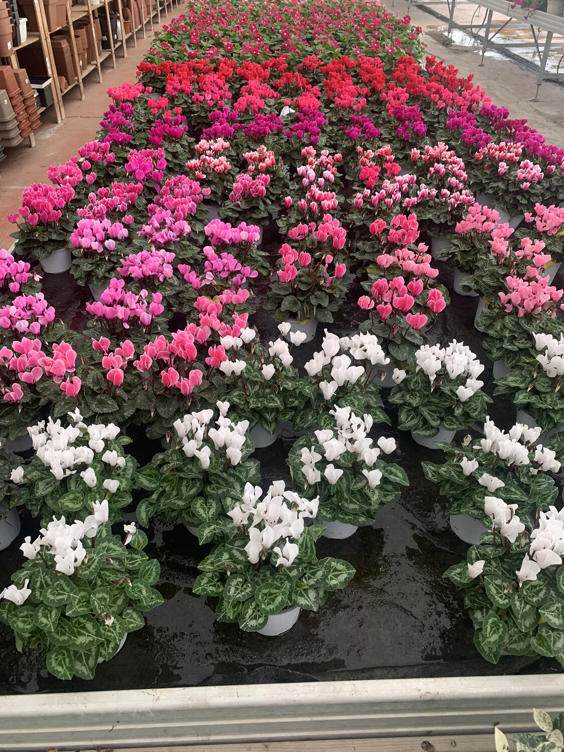 Ciclamino - Cyclamen persicum