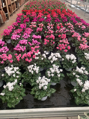 Ciclamino - Cyclamen persicum Ciclamino - Cyclamen persicum