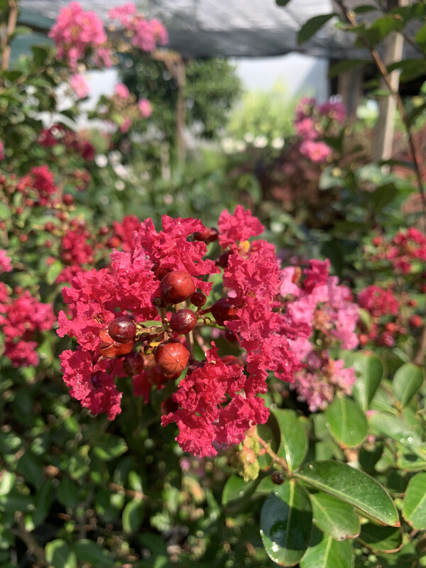 Lagerstroemia indica, Mirto crespo (Alberetto) - vaso Ø50 cm