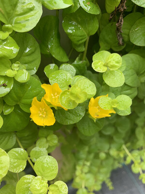 Lysimachia nummularia aurea, Lisimachia gold, Moneta d&#39;oro - vaso Ø9 cm