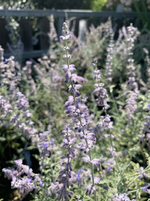 Perovskia Atriplicifolia, Salvia Russa, Lavanda Russa - vaso Ø18 cm