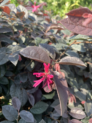 Loropetalum chinense &#39;Black Pearl&#39; - vaso Ø24 cm