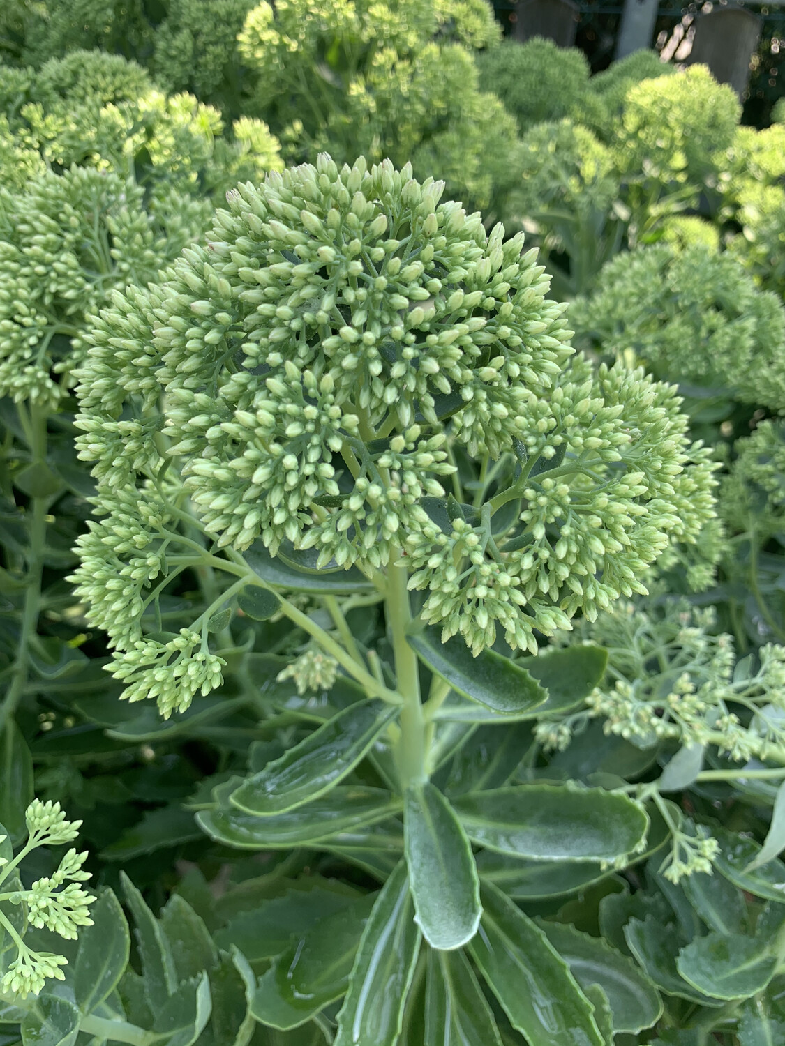 Sedum Spectabile - vaso Ø23 cm