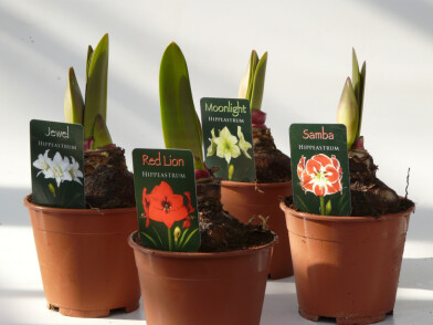 Hippeastrum - Amarillo - Giglio di San Giuseppe - Amaryllis -v13