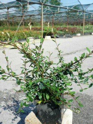 Cotoneaster Lacteus v16