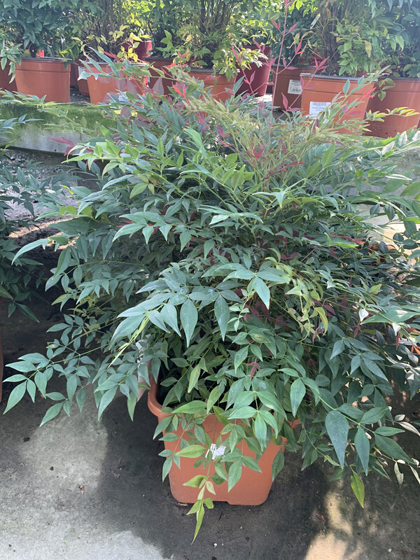 Nandina domestica - vaso Ø24 cm, h 60 cm