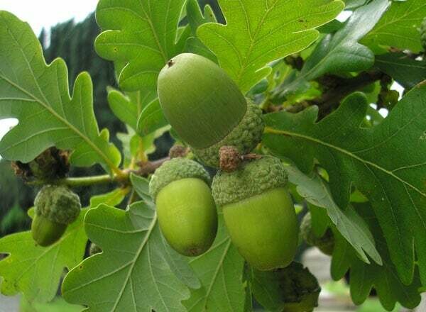Quercus Robur, Quercia, Farnia -  alveolo forestale 28 fori h 60