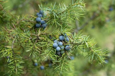 Juniperus communis, Ginepro da bacche - vaso Ø8 cm, h 30 cm