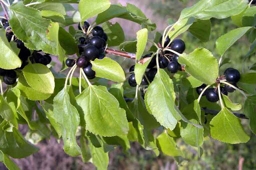 Rhamnus Cathartica, Spinocervino, Spino Santo, Spino Merlo - vaso 10x17 cm