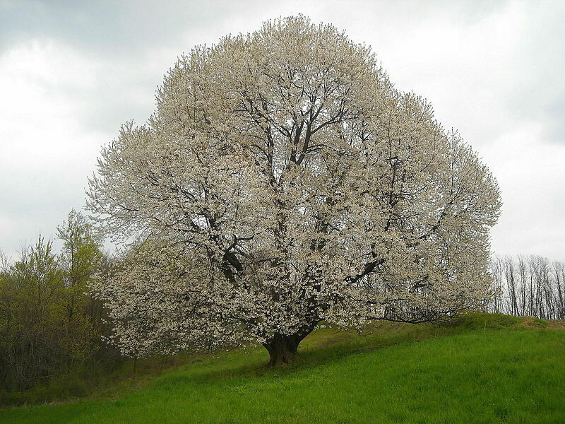AGR Prunus avium / Ciliegio Selvatico / Ciliegio degli uccelli - (ALBERO ALTO >1,5 metri)