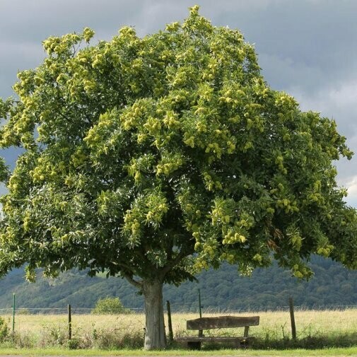 Castanea sativa, Castagno Europeo - vaso 3 lt, h 120 cm