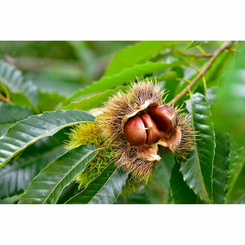 Castanea sativa, Castagno Europeo - vaso 3 lt, h 120 cm