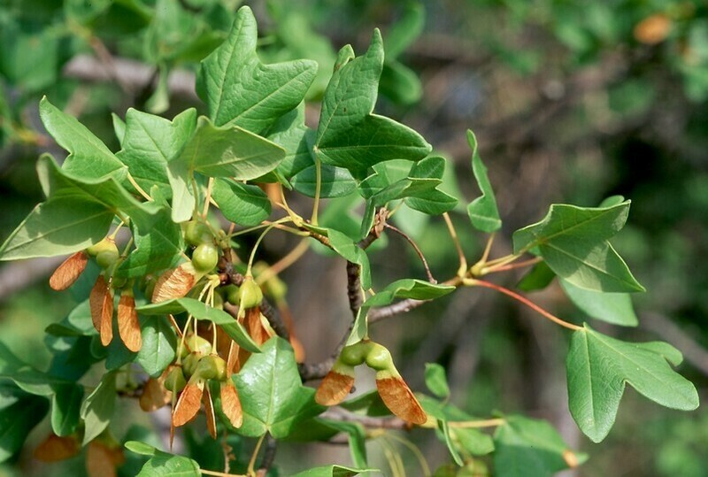 Acer Monspessulanum, Acero Trilobo -  vaso 1 litri