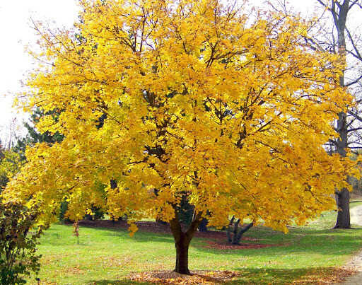 Acer opulifolium, Acero Opalus Opalo/ Acero Alpino/ Opalo dalle foglie glabre/Acero Italico/Loppo - vaso 2lt H 50cm