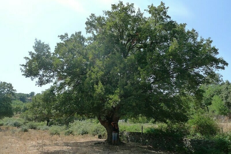Acer Monspessulanum, Acero Trilobo - vaso 1 litri