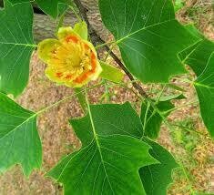 Liriodendron Tulipifera, Albero dei Tulipani - vaso Ø 18 cm, h 130 ( ponte sco )