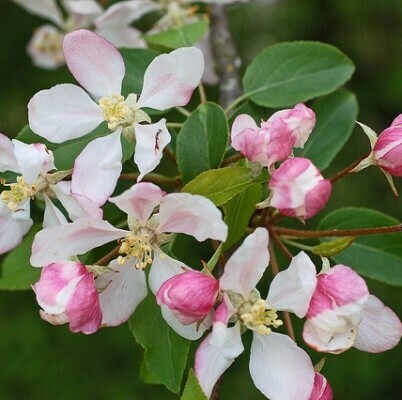 Malus sylvestris, Melo Selvatico - vaso 3 litri, h 130 cm