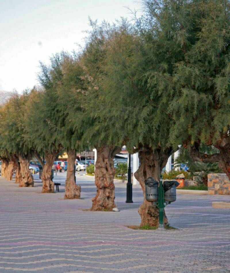 Pianta Tamarix Gallica | Tamarice Comune, Vaso &oslash;11 Cm, H 50 Cm, Da Vivaio Castelletto