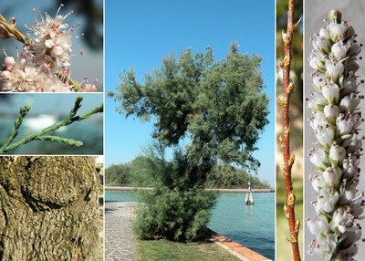 Tamarix gallica Bianca, Tamerice/Tamarisco/Taray - vaso 24 H 160cm Tamarix gallica Bianca, Tamerice/Tamarisco/Taray - vaso 24 H 160cm