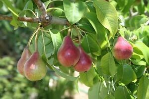 Pero Selvatico, Pyrus pyreaster - vaso 3 litri