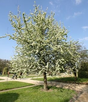 Pero Selvatico, Pyrus pyreaster - vaso 3 litri