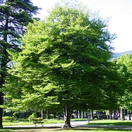 SCD Fagus sylvatica, Faggio comune/Faggio occidentale - PIANTA in alveolo H 40-60 cm SCD Fagus sylvatica, Faggio comune/Faggio occidentale - PIANTA in alveolo H 40-60 cm
