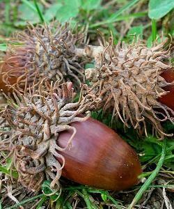 SCD Quercus cerris - Cerro (Pianta in alveolo forestale Albero basso h 40-50 )