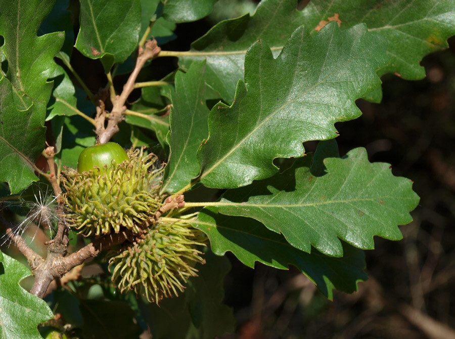 Quercus cerris - Cerro - alveolo forestale Quercus cerris - Cerro - alveolo forestale