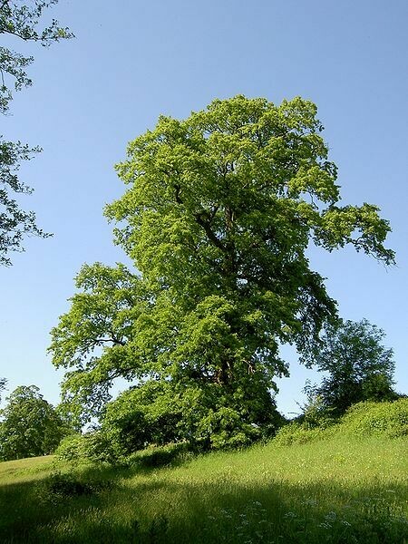 Quercus cerris - Cerro vaso 22x22 h 150